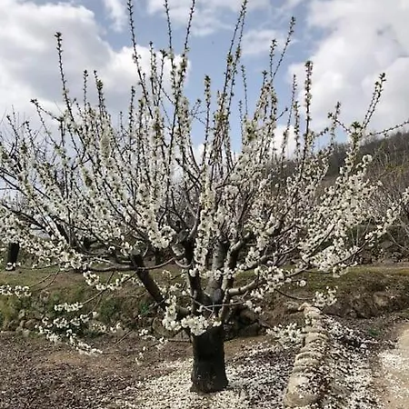 La Duquesa Del Valle *