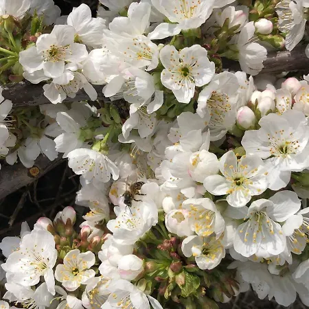 Apartman La Duquesa Del Valle Cabezuela del Valle