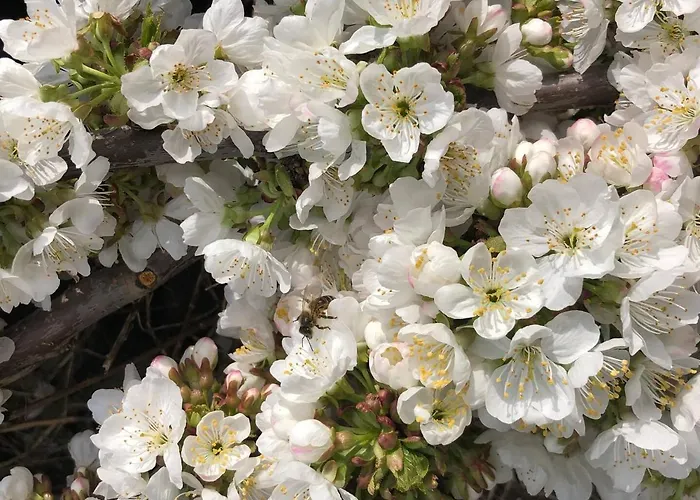 Apartamento La Duquesa Del Valle Cabezuela Del Valle