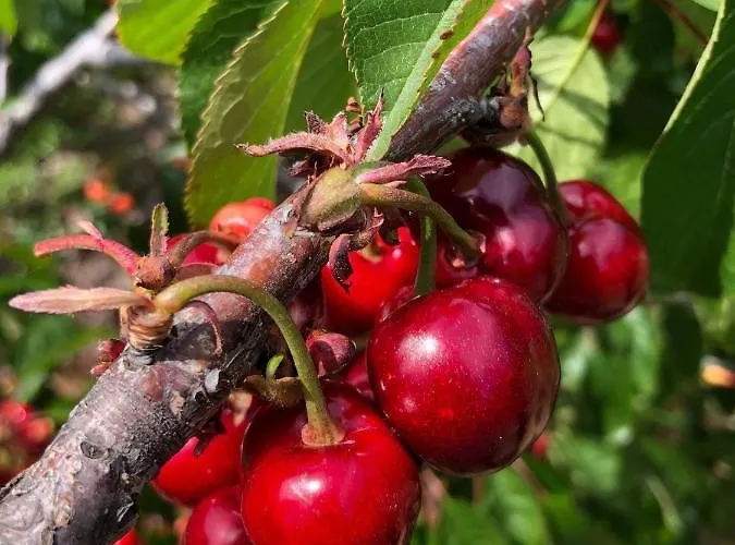 Apartamento La Duquesa Del Valle *